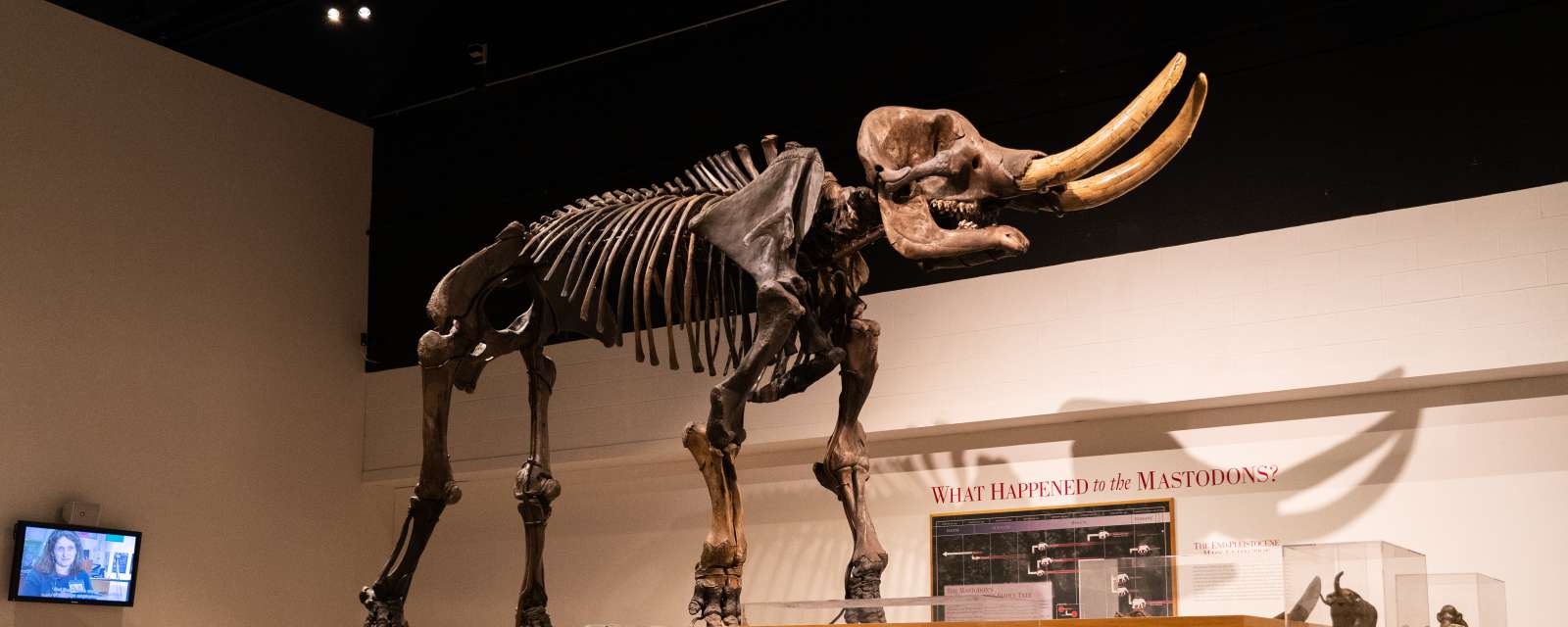 New York State Museum