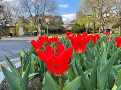 Clinton D Garden Bed tulips