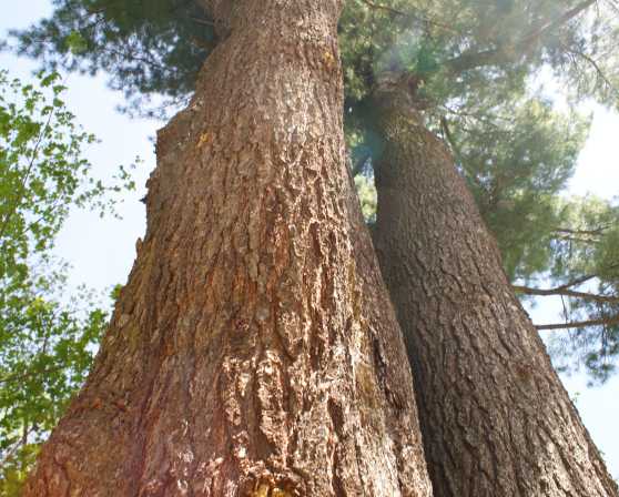 Pine Hollow Arboretum