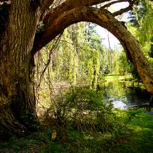 Pine Hollow Arboretum