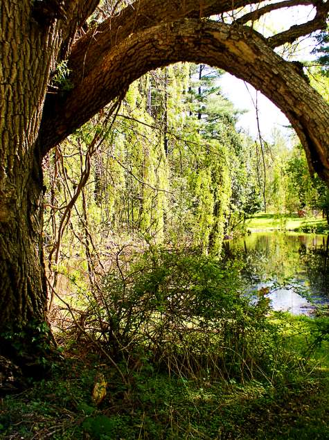 Pine Hollow Arboretum