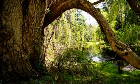 Pine Hollow Arboretum