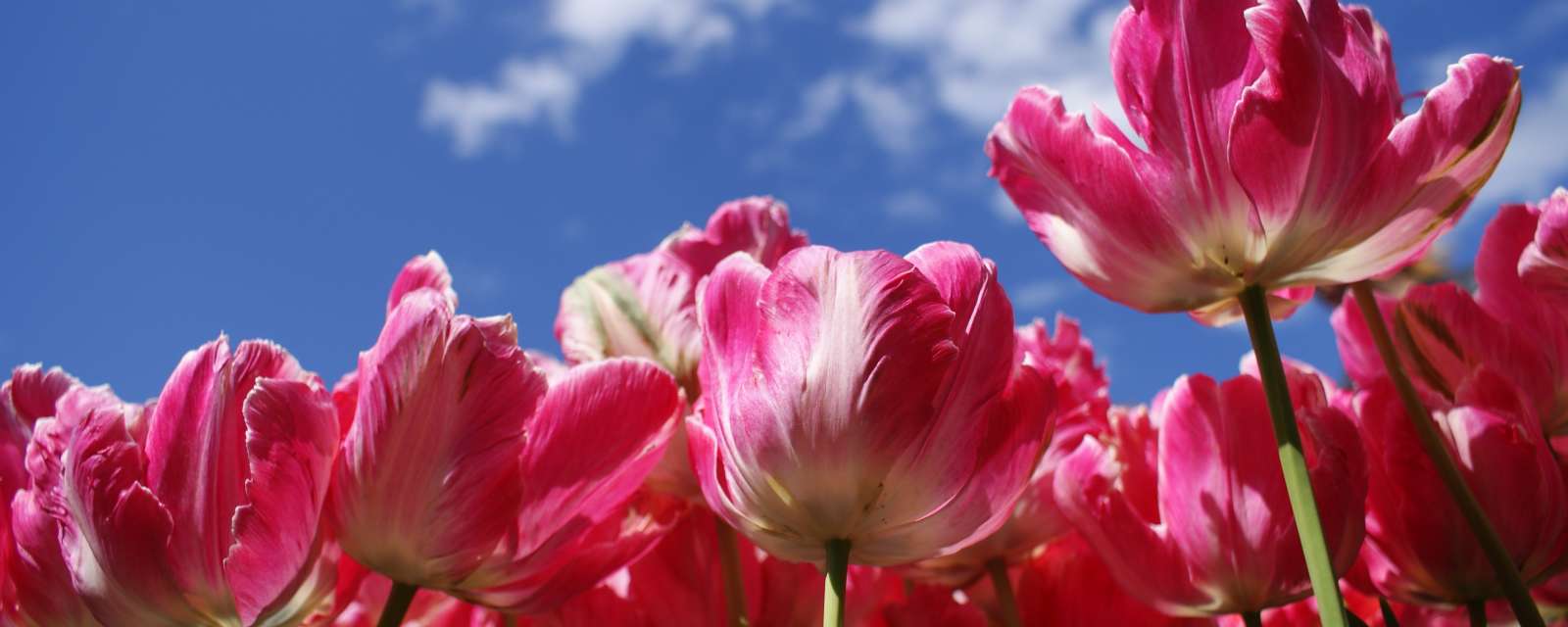 Tulips