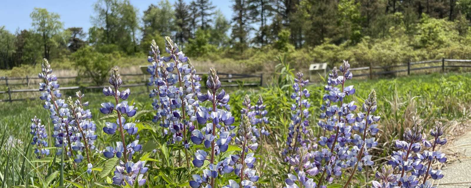 Lupine at Albany Pine Bush Preserve