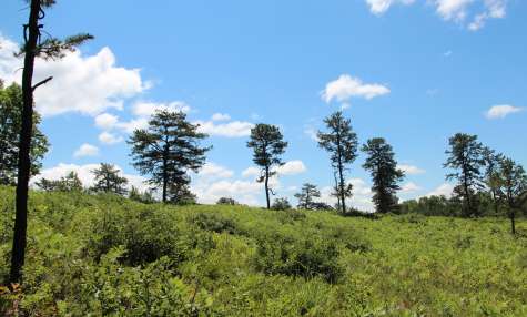 Albany Pine Bush Preserve
