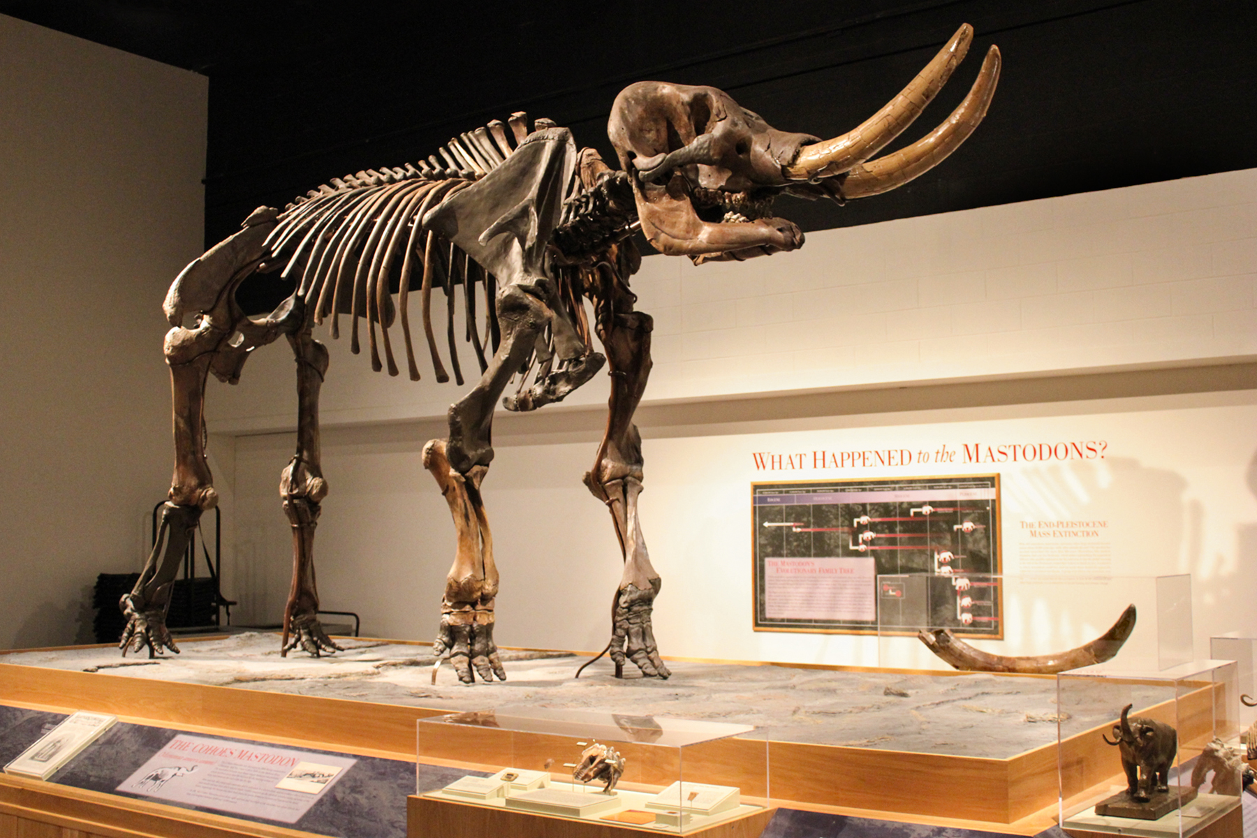 New York State Museum