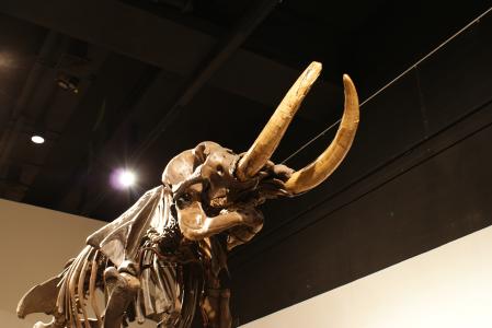 Cohoes Mastodon