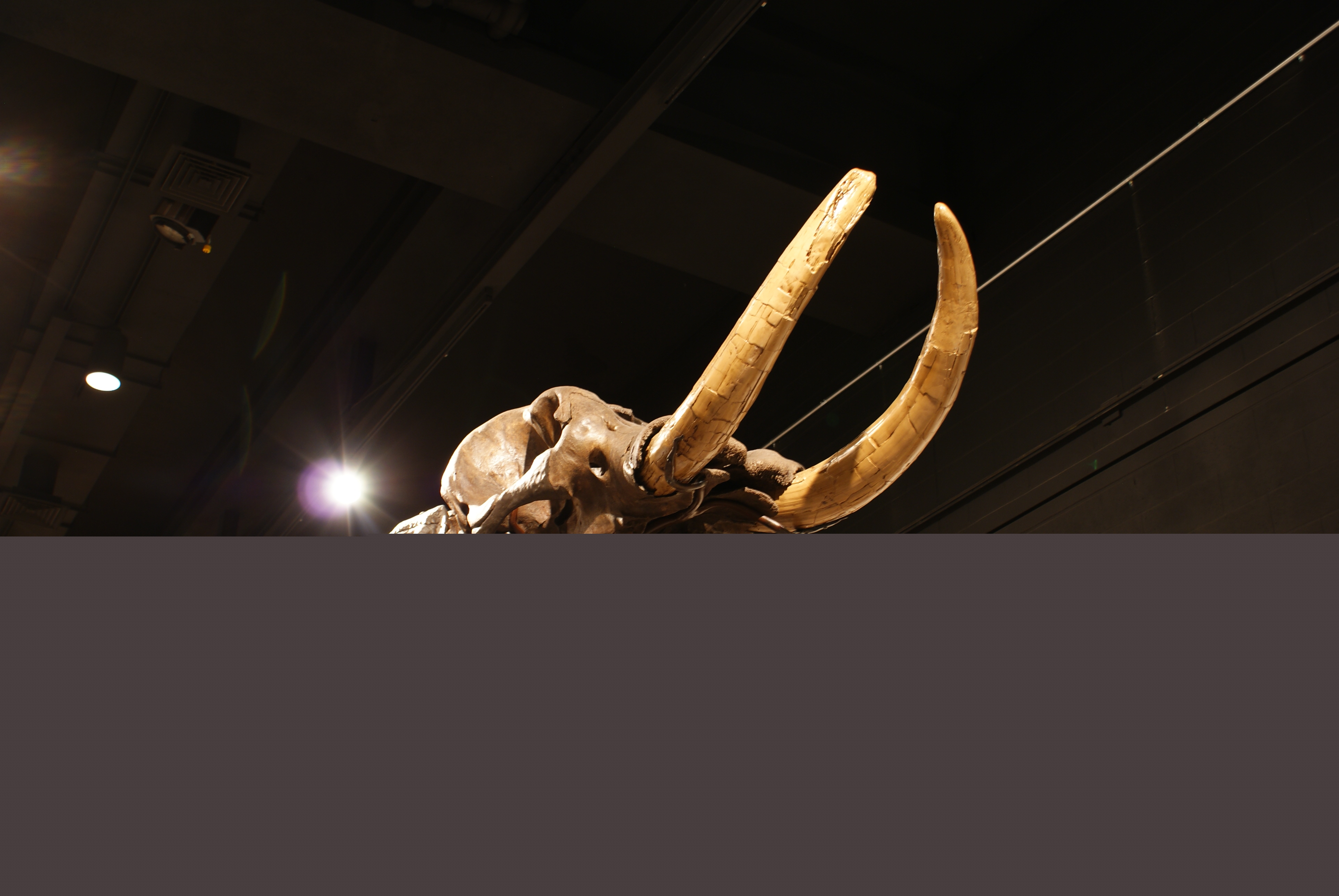 Cohoes Mastodon