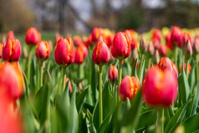Tulip Festival