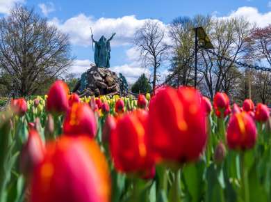 Tulips in Washington Park