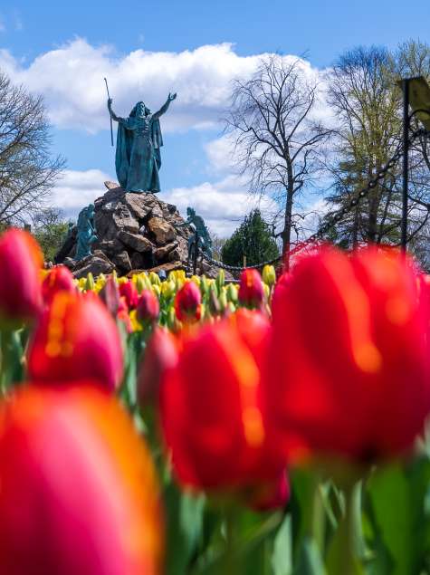 Tulips in Washington Park