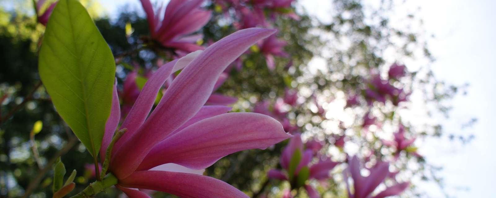 Flowers at Pine Hollow Arboretum