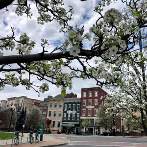 Spring blooms in downtown Albany