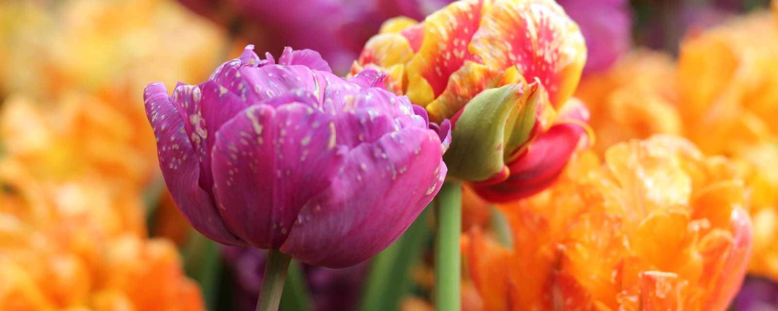 Tulips in Washington Park