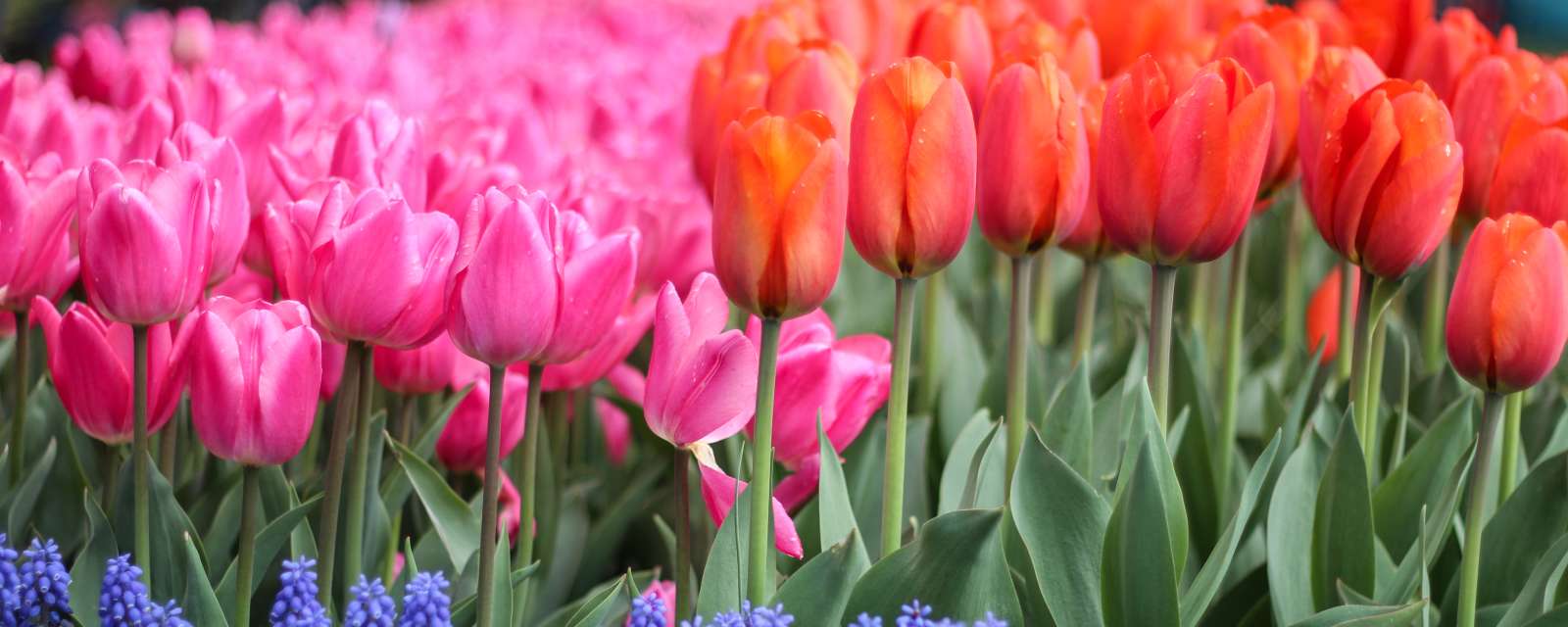 Copy of Flowers